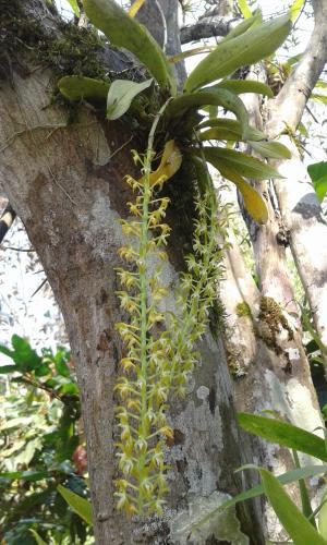 Agroturismo El Cacaotal