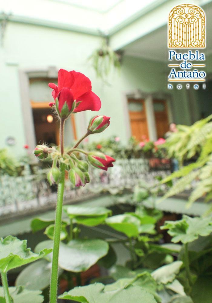 Hotel Puebla De Anta�o