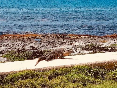 Bed & Breakfast Villa Susana - Beach Front House