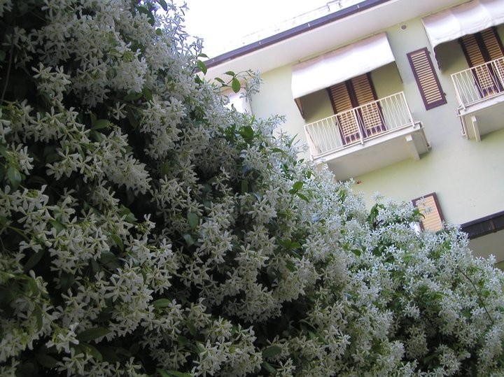 Hotel Cappelli