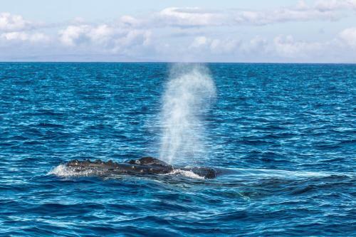 Apartamento Waikiki Whale Watcher Apts 502a