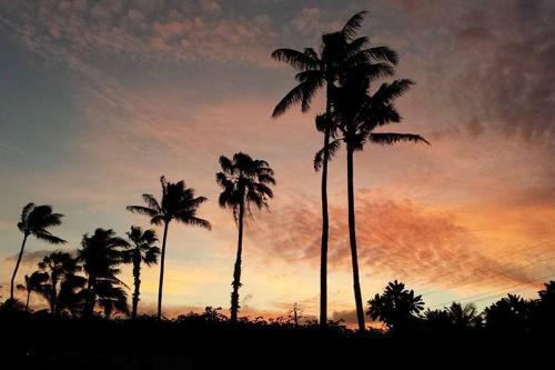 Bed & Breakfast Paradise Palms B & B