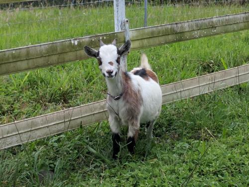 Agroturismo Silver Oaks Ranch