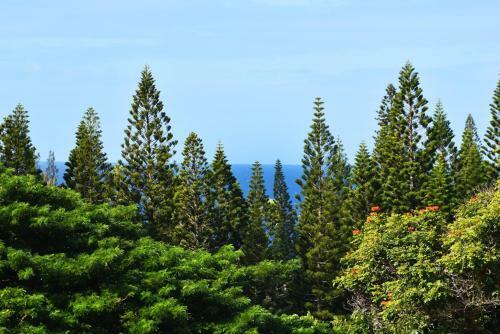 Apartamento Kapalua Golf Villa 14p7&8