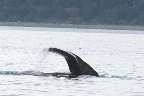 247 - Bells Ridge Retreat