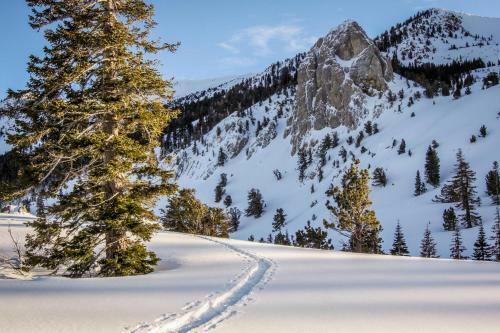 Mammoth Green Condos