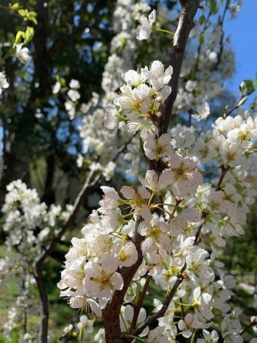 Hotel Sieteflores Hosteria De Monta�a