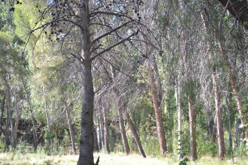 Lodge Bosque Divino Caba�as & Suites