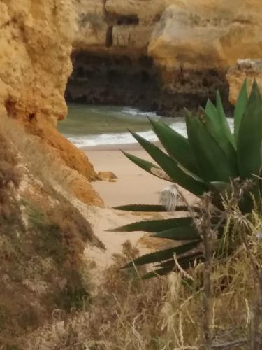 Bed & Breakfast Casa Cereja 'adults Only'