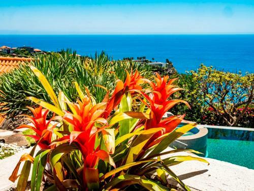 Villa Quinta Girassol By Ourmadeira