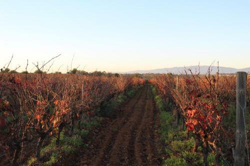 Agroturismo Wine House