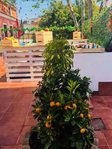 Albergue Cascais Terrace Fruit Point
