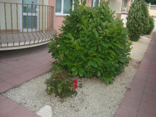 Hotel Sea Paradise Apartment Complex