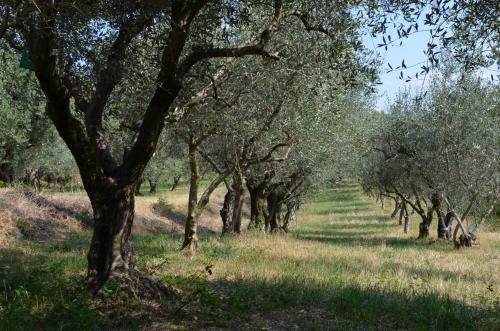 Agriturismo Bosco Magico