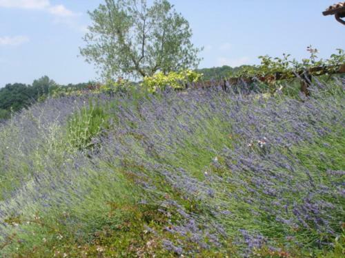 Agroturismo Agriturismo Borgo Montecucco