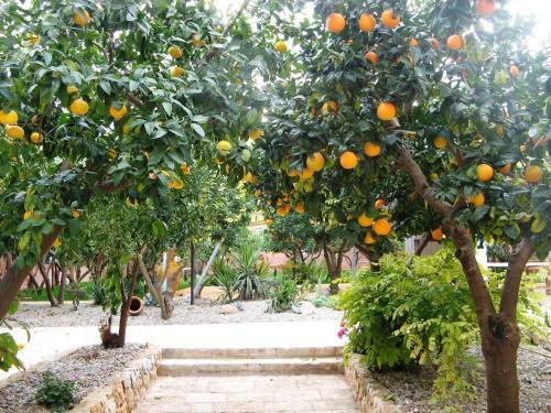 Masseria Asciano