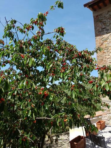 Apartamento Agriturismo Il Pintello