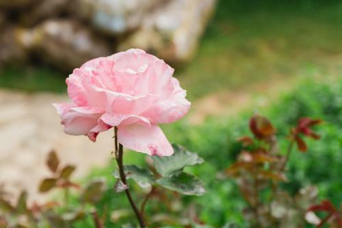 Village Garden Pansiyon
