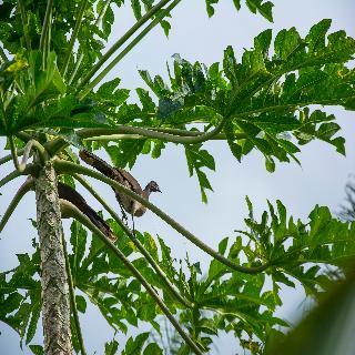 Hotel Arenal Paraiso Resort & Spa