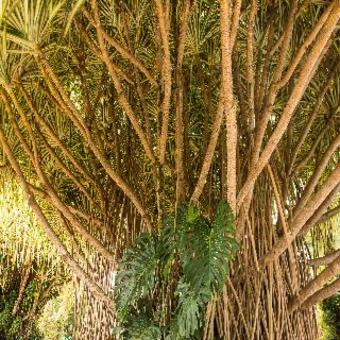 Hotel Arenal Paraiso Resort & Spa