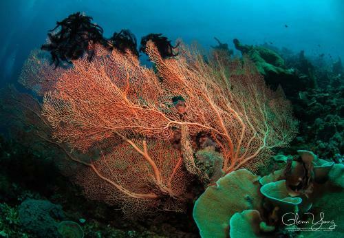 Hotel Cocotinos Manado