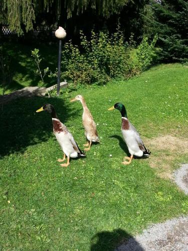 Ferienhaus Zum Vogelnest