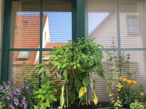 Hostal Hotel-pension Seeadler