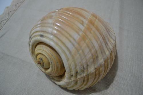 Apartamentos Kela's Seashell Art Decor Studio