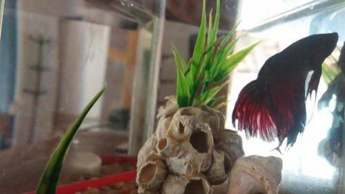 Hostal Pousada Nascer Do Sol