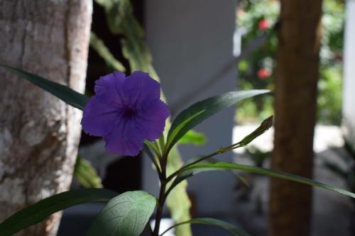 Bed & Breakfast Cheiro Nativo - Chal�s & Pousada