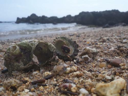 Salvador Surf Hostel