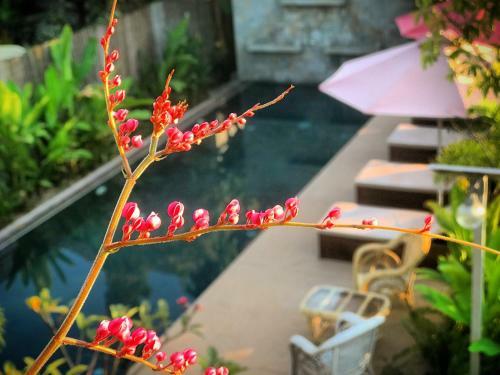 Secret Oasis Villa