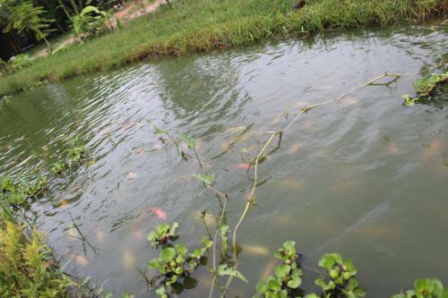Family Homestay