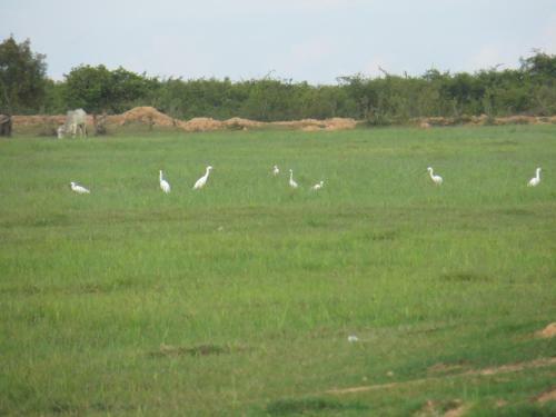 The Siem Reap Countryside Homestay
