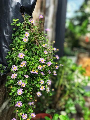 Hostal Baidie Xiyu Maimai Yard Guest House