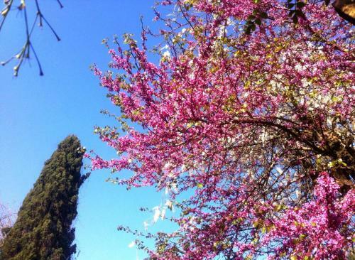 Corfu Town Garden Cottage