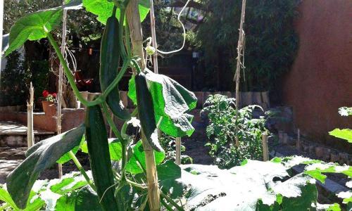 Corfu Town Garden Cottage