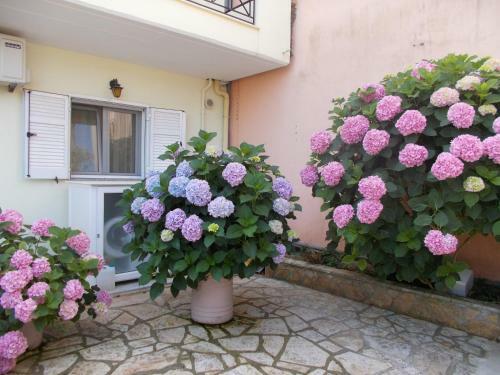 Pansion Filoxenia Apartments & Studios