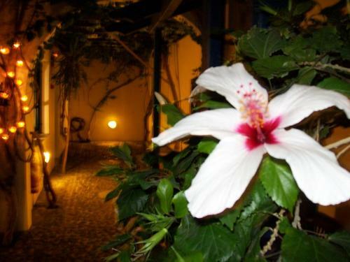 Apartamento Villa Spyros Studios