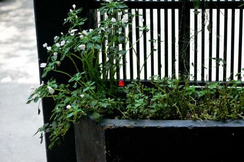 Bed & Breakfast Le Plateau Hanoi Hostel