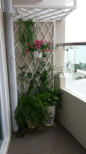 Thuy Tien Seaview Apartment