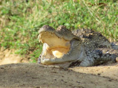 Sarath Home Stay And Safari