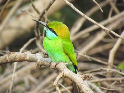 Sarath Home Stay And Safari