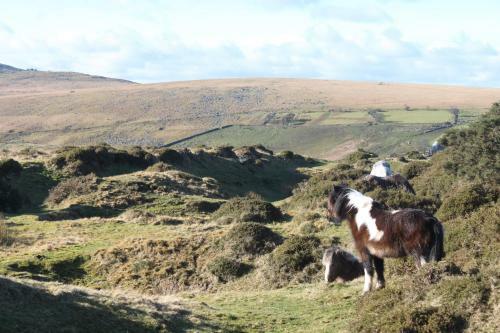 Bed & Breakfast Dartmoor House B & B