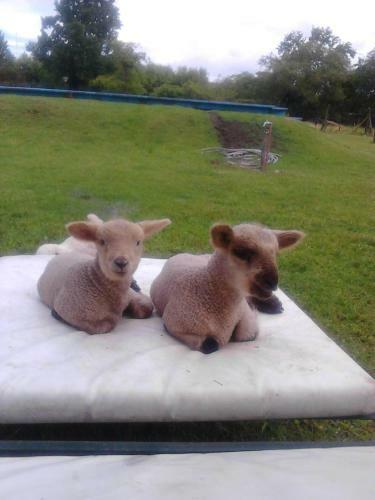 Agroturismo Quinta Pinzon