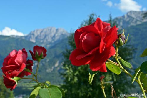 Hostal Familie Lemberger