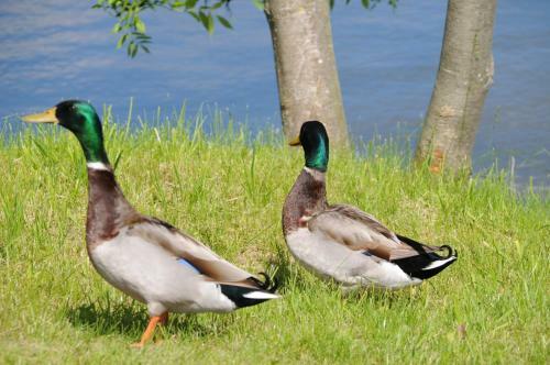 Bed & Breakfast G�stehaus Landgut Lischow