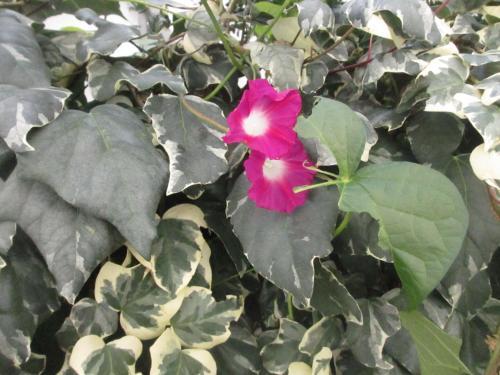 Apartments Villa Moretti