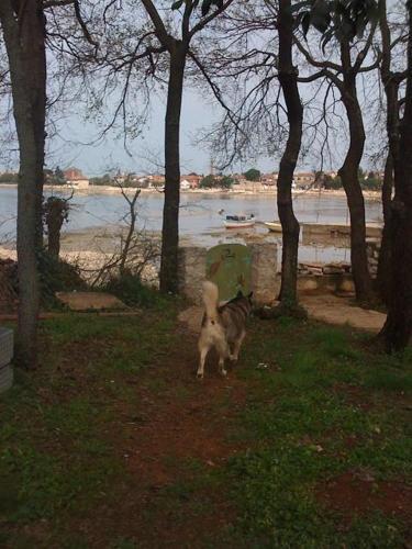 Apartamento House Umag (4222)
