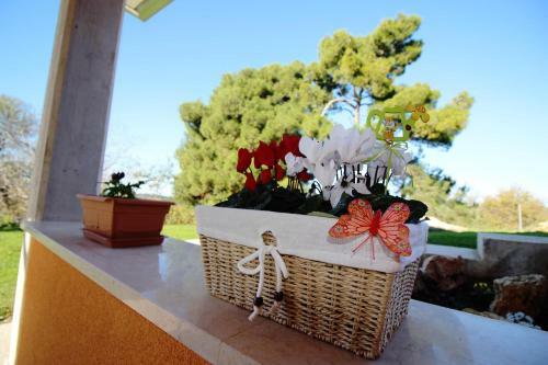 Apartment In Porec/istrien 31448